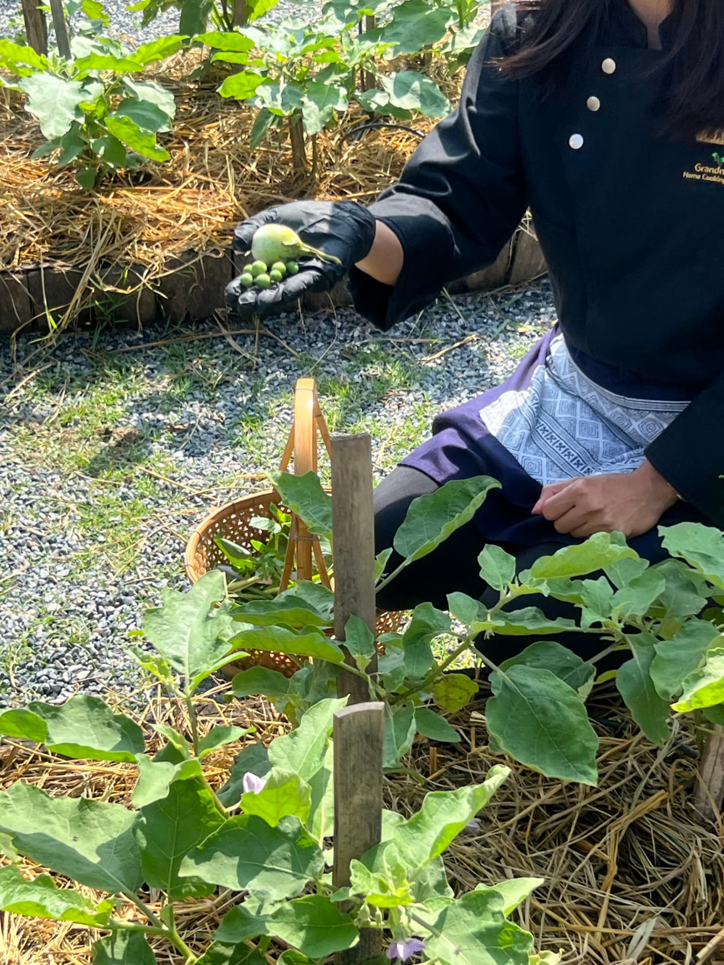 Instructor in a black chef jacket kneeling in the garden holding freshly picked Thai eggplant and pea eggplant