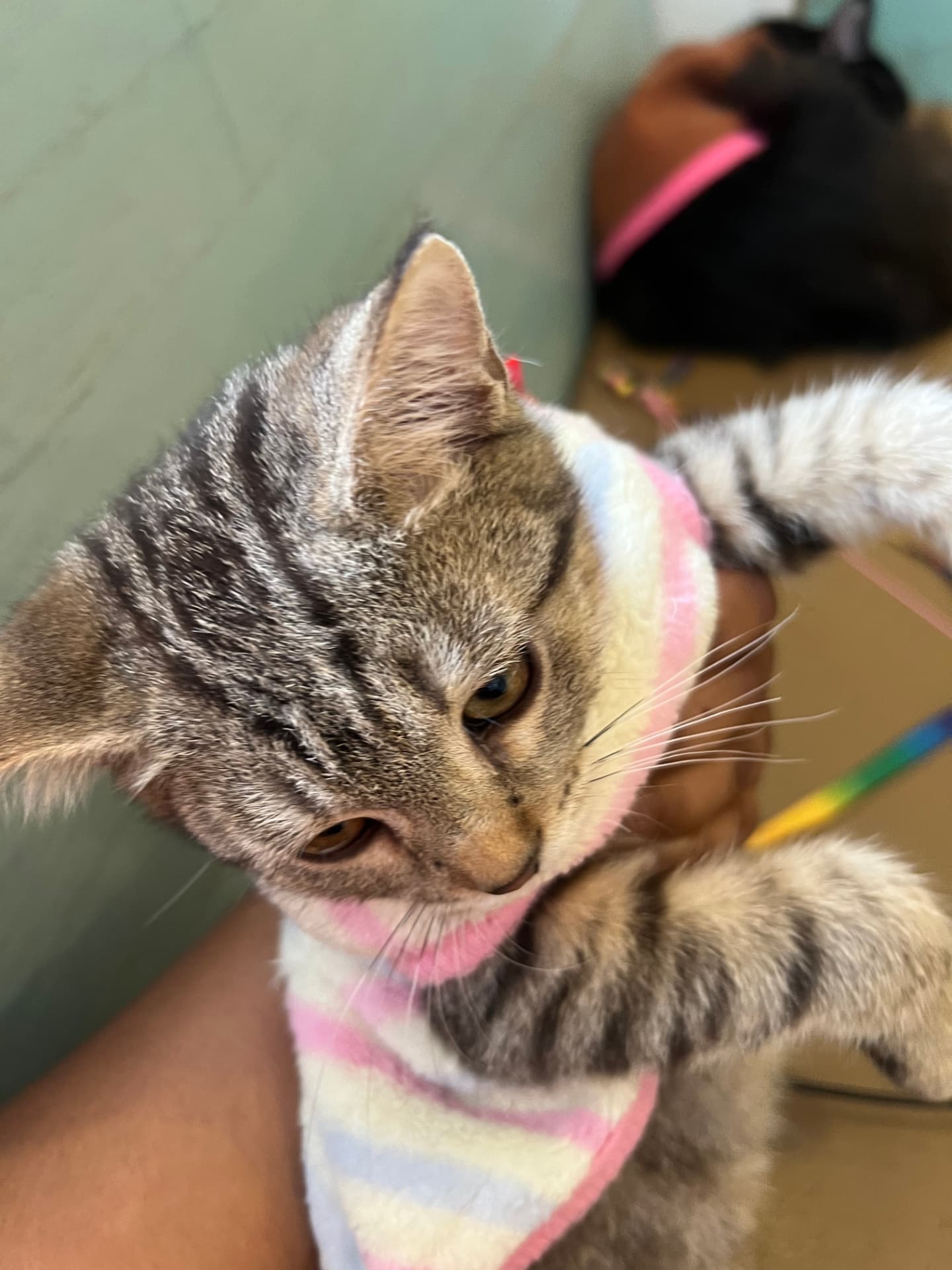 A tabby cat in a pink and cream striped sweater resting on Jenn's lap at Cat Brothers Cafe