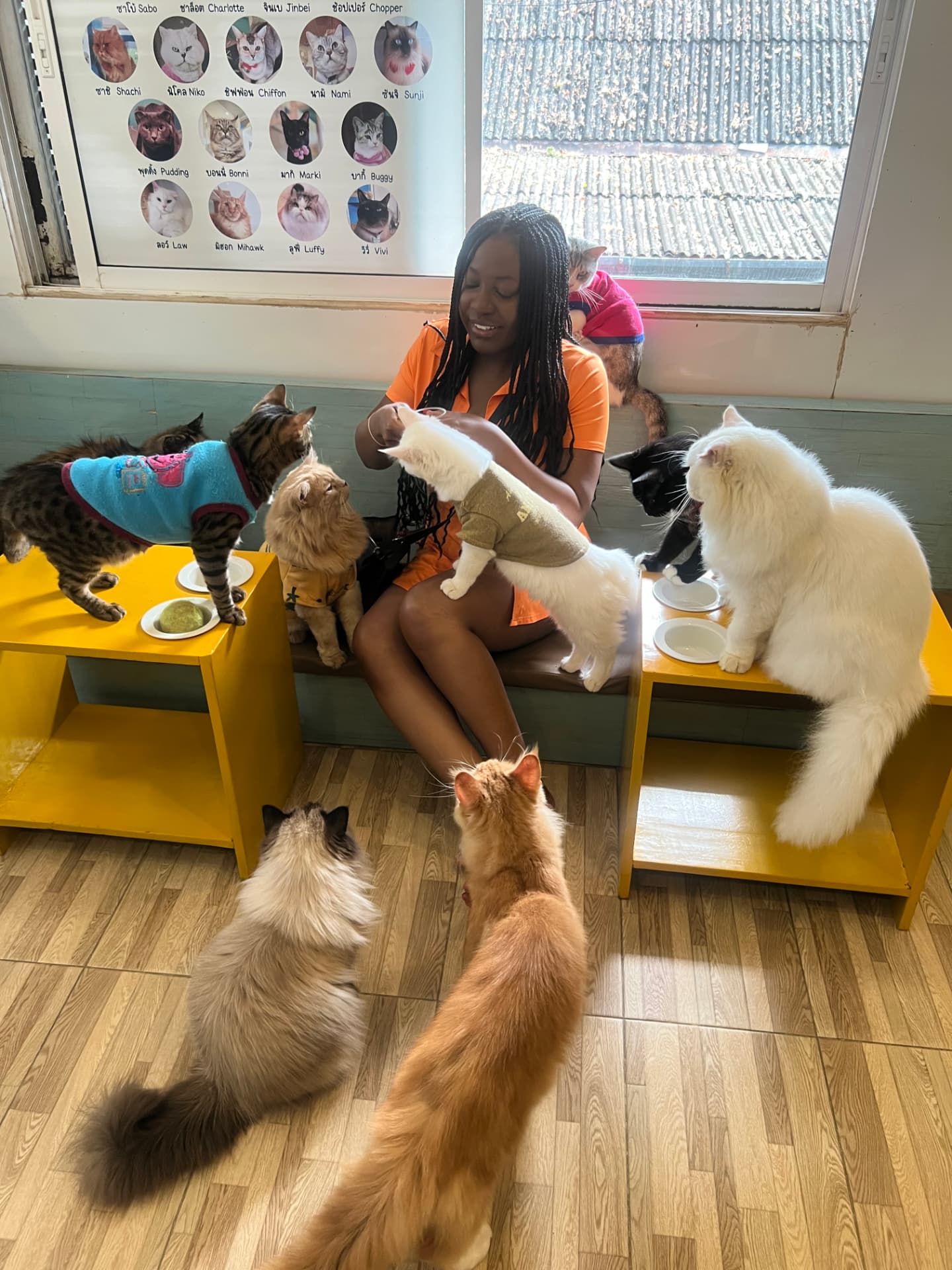 Jenn in an orange outfit feeding a circle of fluffy cats in sweaters at Cat Brothers Cafe in Chiang Mai