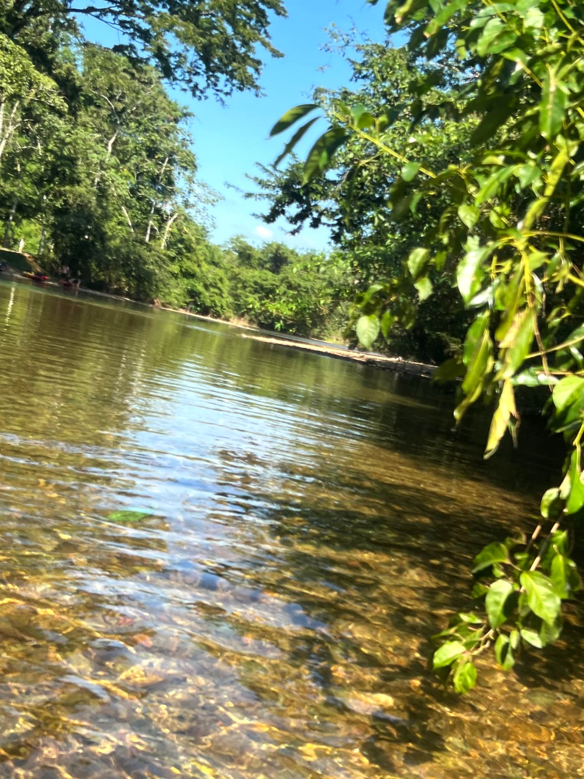 Clear jungle river lined with green trees at the cave tubing site in Belize