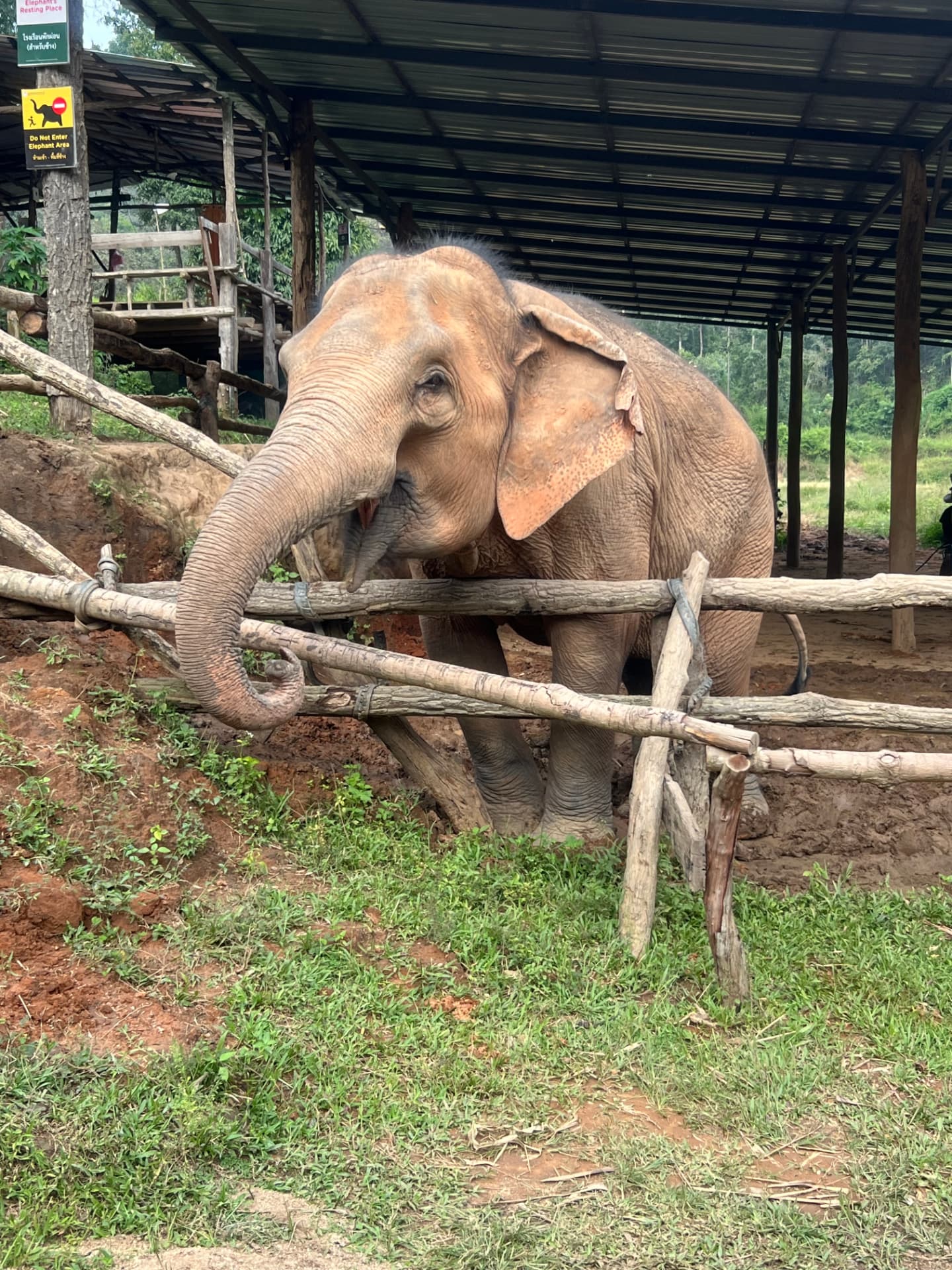 Close-up of an elephant standing behind a wooden fence at the Chiang Mai elephant sanctuary